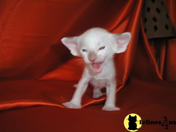 von Fiero Temperamento Picture 2